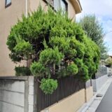 青葉区青葉台の個人宅で伐採-道路にはみ出てしまうカイズカイブキの伐採