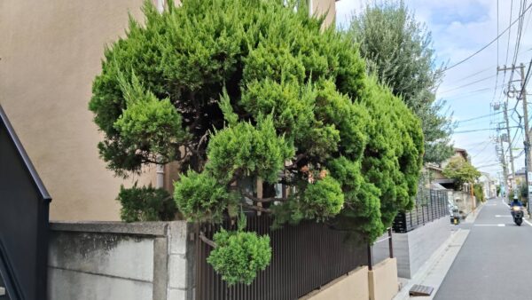 青葉区青葉台の個人宅で伐採-道路にはみ出てしまうカイズカイブキの伐採