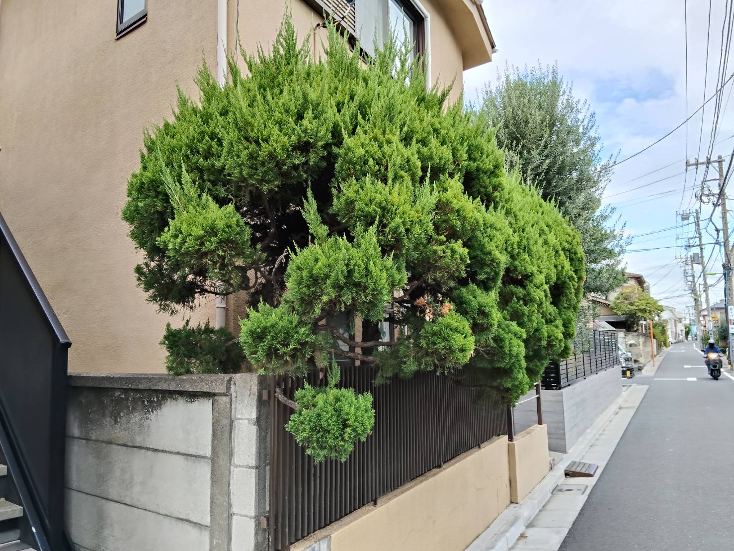 青葉区青葉台のカイズカイブキの伐採前