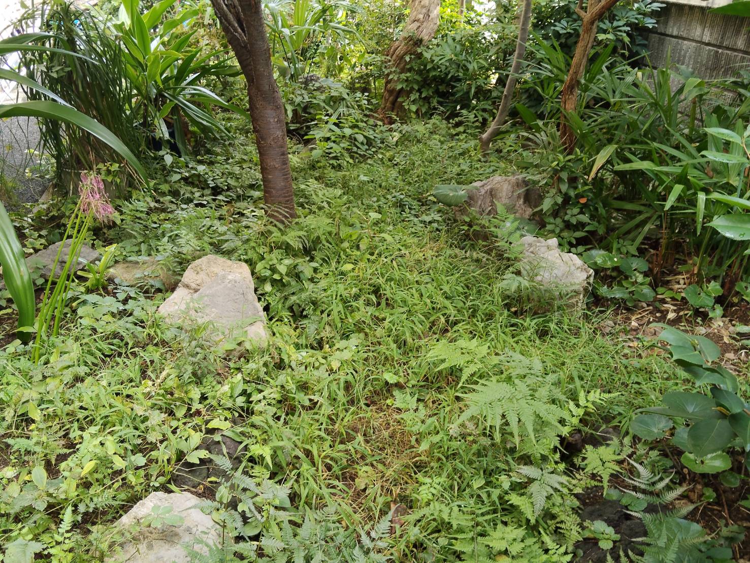 大和市の大量に生える雑草の除草事例前