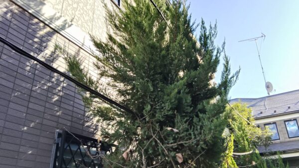 【横浜市鶴見区】カイズカイブキの整枝剪定