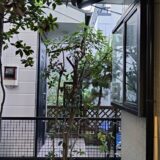 青葉区あざみ野の個人宅で剪定-お隣に迷惑がかからないシラカシの剪定