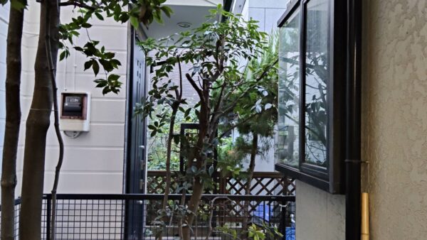 青葉区あざみ野の個人宅で剪定-お隣に迷惑がかからないシラカシの剪定