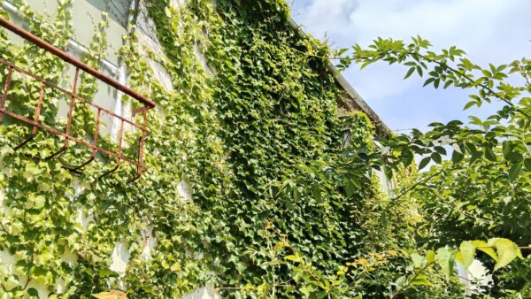 【苫小牧市新開町】戸建ての壁面ツタ取りとツタ取り料金-家を覆う汚らしいツタを取ってくれる業者さんを探していた