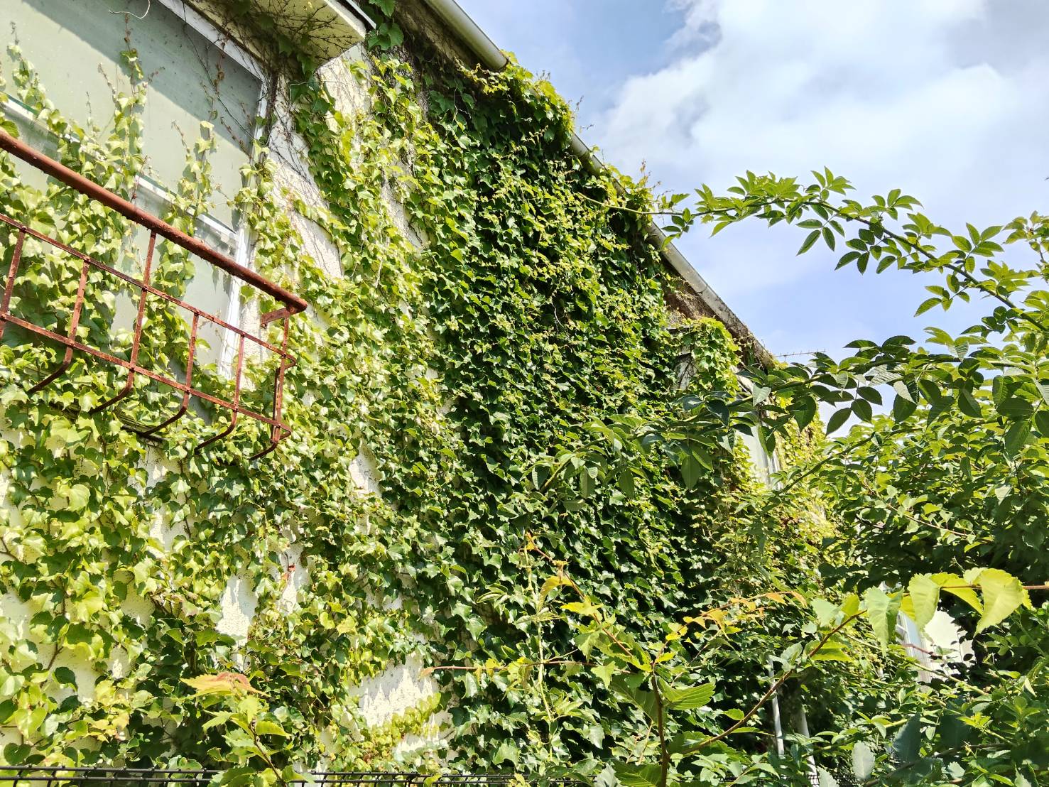 苫小牧市花園町のツタ取り前
