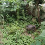 【苫小牧市花園町】雑草取りと草取り料金-庭を覆うほどの雑草を見るのがいやで頼もうと思った