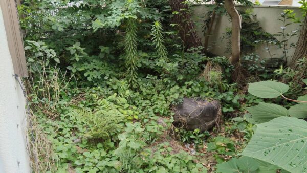 【苫小牧市花園町】雑草取りと草取り料金-庭を覆うほどの雑草を見るのがいやで頼もうと思った