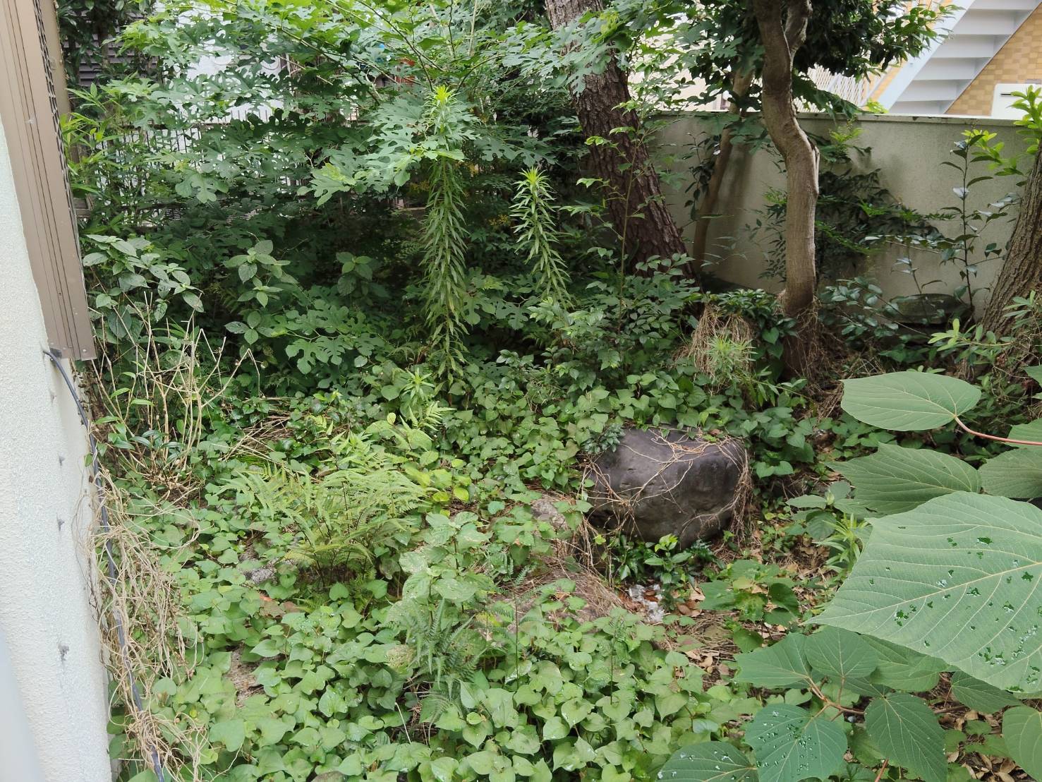 苫小牧市花園町の除草前