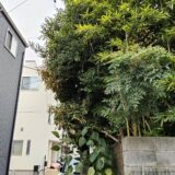 【横浜市緑区】竹等の剪定／道路に越境した竹等の剪定事例