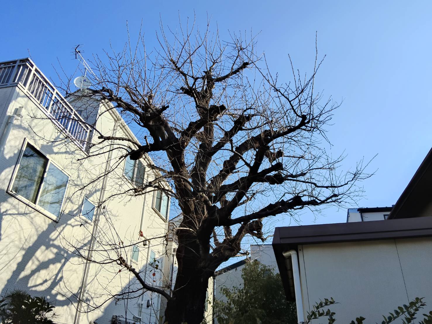 札幌市西区の桜の剪定前