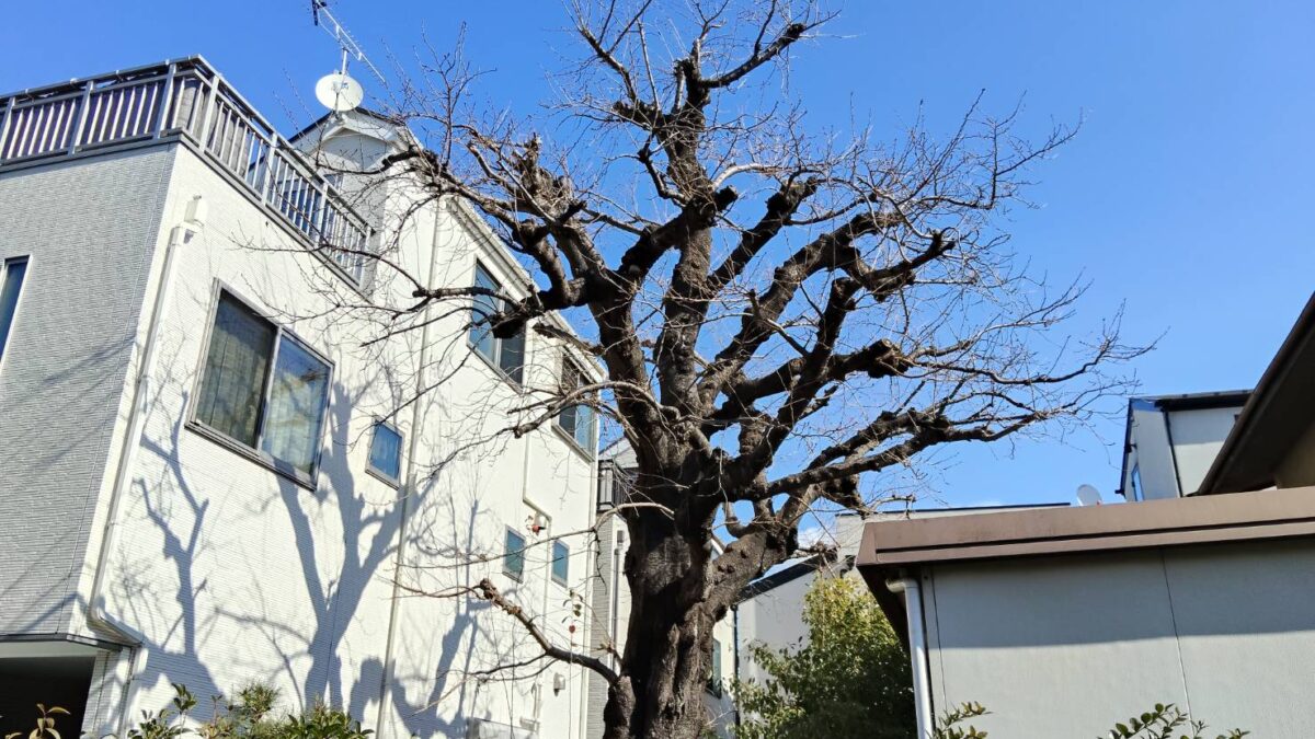 札幌市西区の桜の剪定後