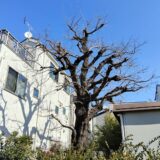【札幌市西区】弱っている桜の木の剪定／小さくするための枝を残しながらの剪定事例