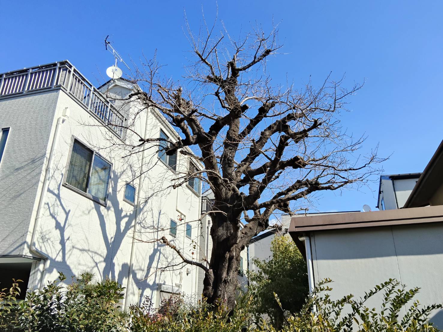 札幌市西区の桜の剪定後