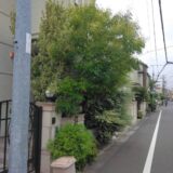 【横浜市青葉区】シマトネリコの木の剪定／伸びすぎたシマトネリコの木を敷地内に収める透かし剪定事例