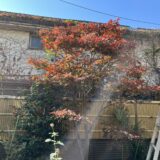 【札幌市豊平区】モミジの木の剪定／もさもさしてきたモミジの木の剪定事例