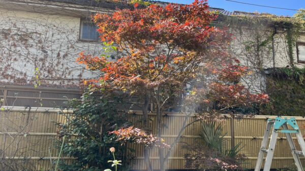 【札幌市豊平区】モミジの木の剪定／もさもさしてきたモミジの木の剪定事例