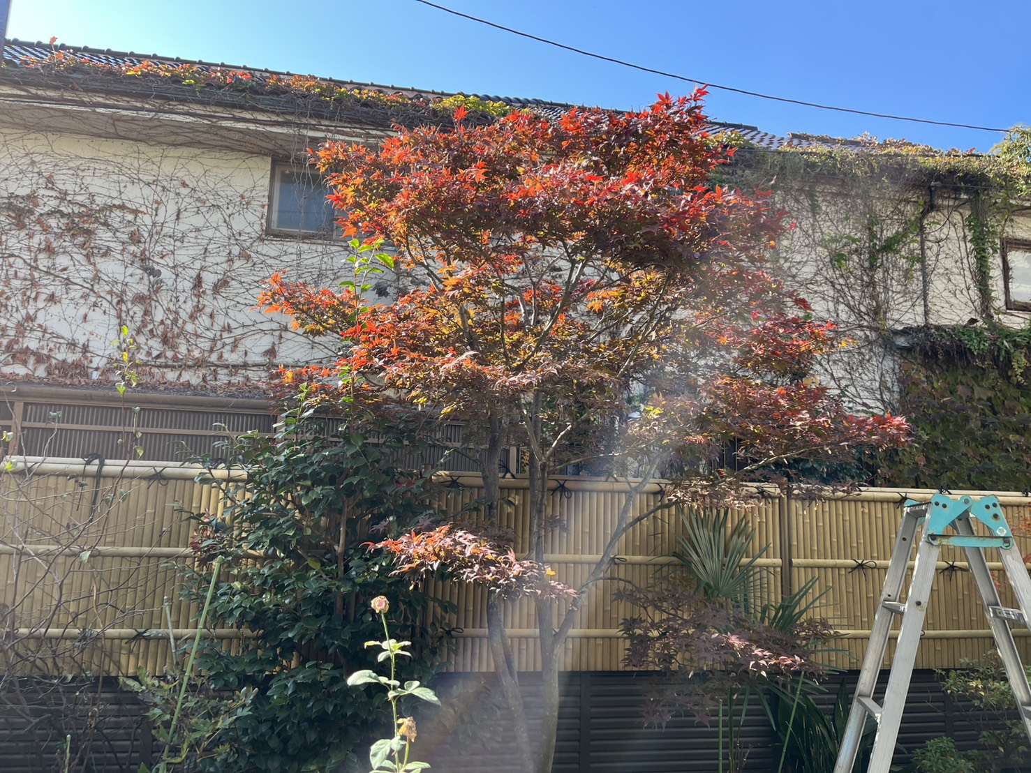 札幌市豊平区のモミジの剪定前