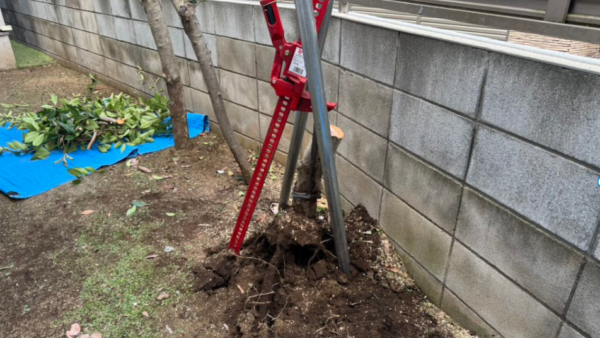 【札幌市西区】レッドロビンの伐根/チェーンブロックを使ったレッドロビンの抜根事例