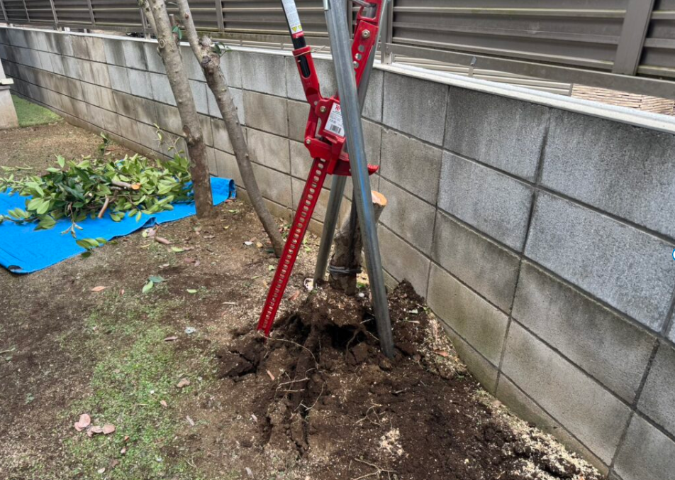 札幌市西区のレッドロビンの伐根中