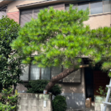 【札幌市白石区】見越しの松のもみあげ剪定事例