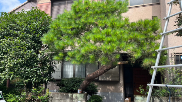 【札幌市白石区】見越しの松のもみあげ剪定事例