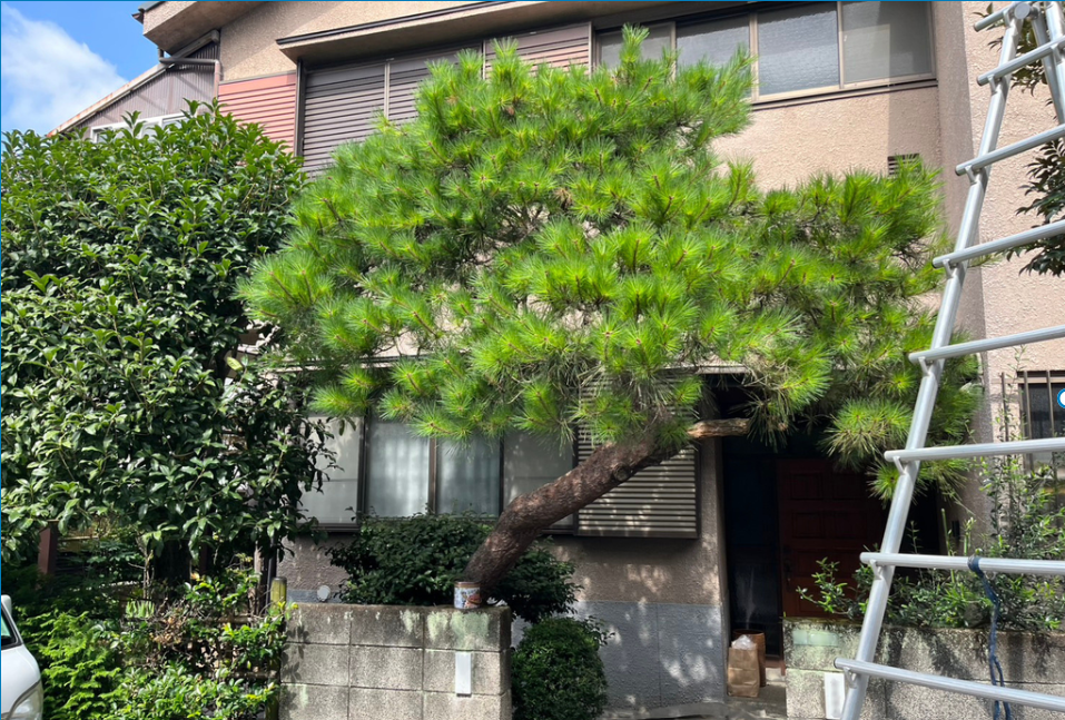 札幌市白石区の松の剪定前